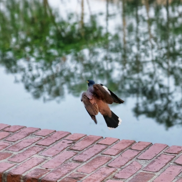 Meet your Posher, Ashley - Picture 7 of 8